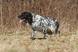 SETTER ANGLAIS 068